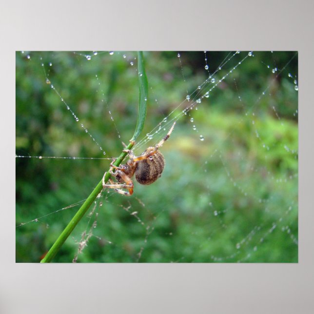 Araneus - Orb Weaver Spider Poster (Framsidan)