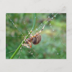 Araneus - Orb Weaver Spider Vykort