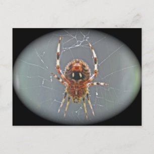 Araneus Orb Weaver Spider-vykort Vykort