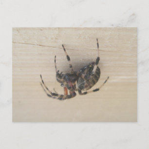 Araneus Orb Webben Spider-vykort Vykort