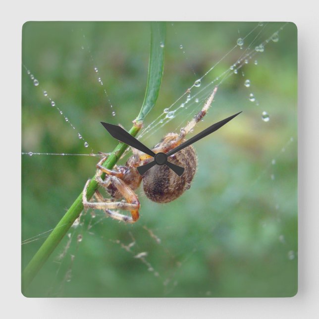 Araneus - Orbvävarespindel Fyrkantig Klocka (Framsida)