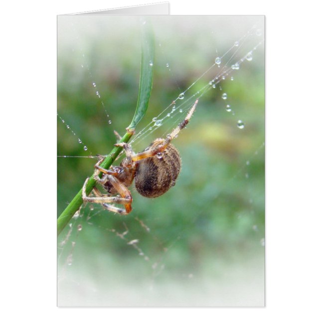 Araneus - Orbvävarespindel Hälsningskort (Framsidan)