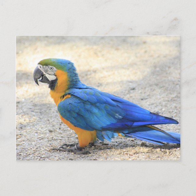 Arara den verkliga Cariocaen, Rio de Janeiro Vykort (Framsida)