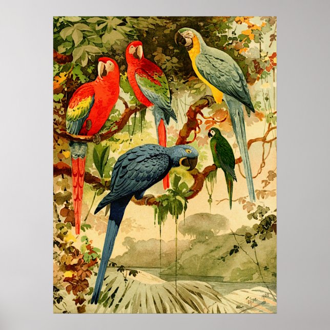 Aráras, Emil August Göldi (1900-1906) Poster (Framsidan)