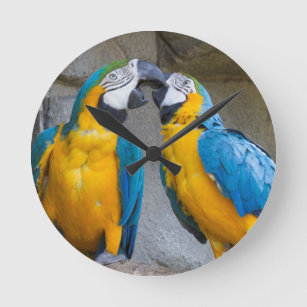 Ararauna parrot vid dess perichklocka rund klocka