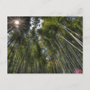 Arashiyama Bamboo Grove - Kyoto, Japan Vykort