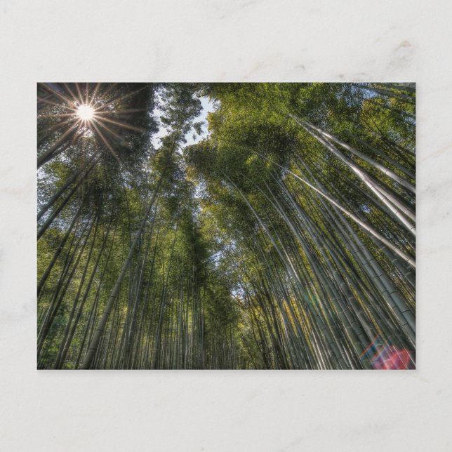 Arashiyama Bamboo Grove - Kyoto, Japan Vykort (Framsida)