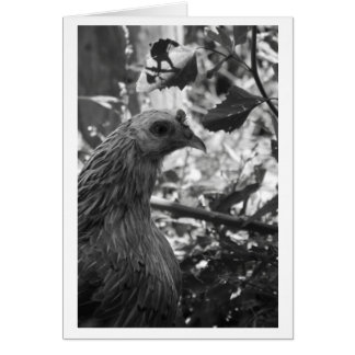 Araucana Chicken Blank Card OBS Kort