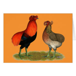 Araucana Red Pair OBS Kort