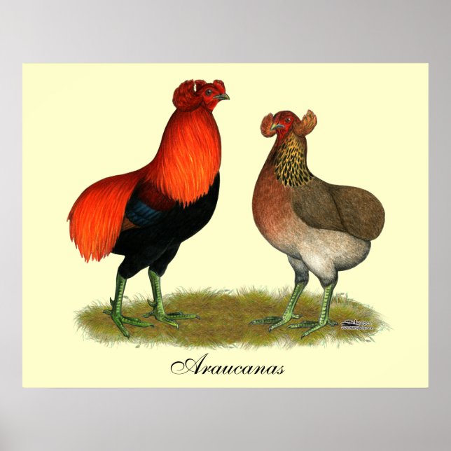 Araucana Red Pair Poster (Framsidan)