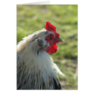 Araucana Tupp Hälsningskort
