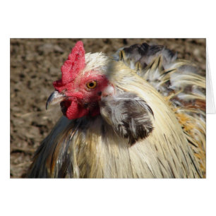 Araucana Tupp Hälsningskort