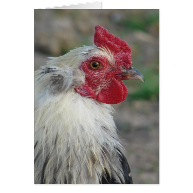 Araucana Tupp Hälsningskort (Framsidan)