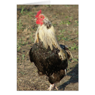 Araucana Tupp Hälsningskort