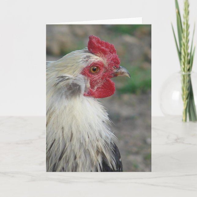 Araucana Tupp Kort (Framsida)