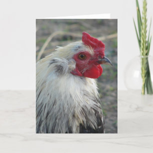 Araucana Tupp Kort