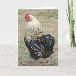 Araucana Tupp Kort