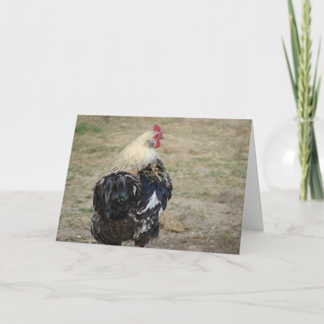 Araucana Tupp Kort (Framsida)