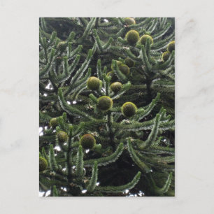 Araucaria araucana honcones - foto Aragon?s Vykort
