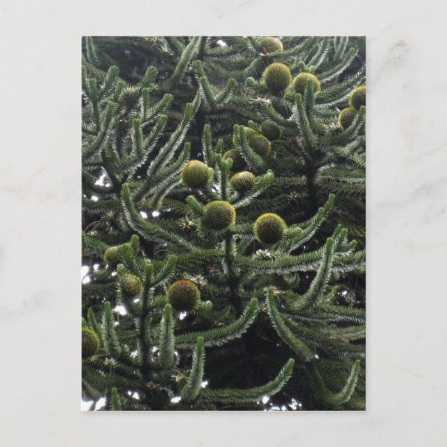 Araucaria araucana honcones - foto Aragon?s Vykort (Framsida)