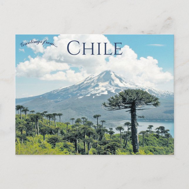 Araucaria Araucana Träd i Chile Vykort (Framsida)