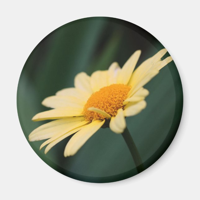 Ärbarlig Daisy Blommfotografering Magnet (Framsidan)