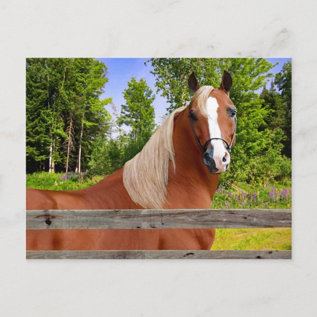 "Arbella" vykort (Framsida)