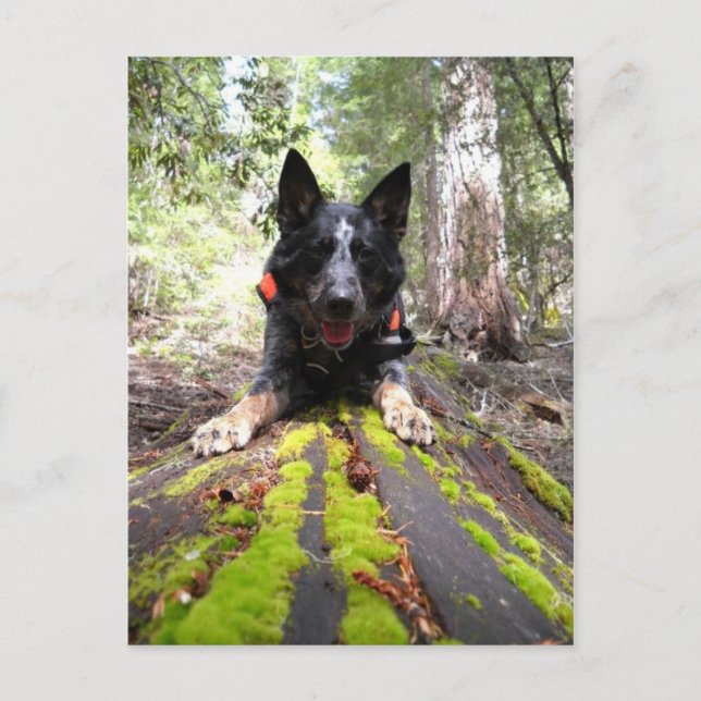 Arbeta Hund Max på Hunden Bevara arbete Vykort (Framsida)