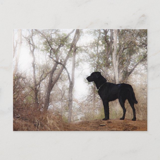 Arbeta i Hund Scooby på Hund för arbetsbevarande Vykort (Framsida)