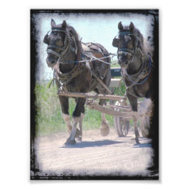Arbeta med Amish Pinto-utkast Fototryck