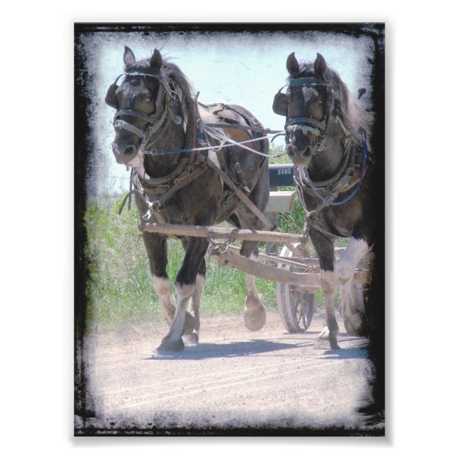 Arbeta med Amish Pinto-utkast Fototryck (Framsidan)