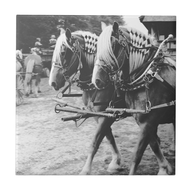 Arbeta med utkast till hästar i svartvitt kakelplatta (Framsidan)