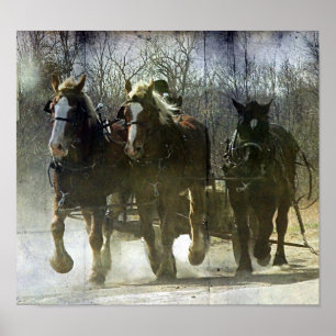 Arbetande Amish Horses Poster