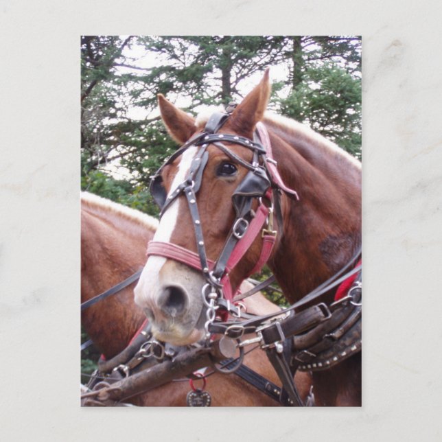 Arbetar skrämt vykort (Framsida)