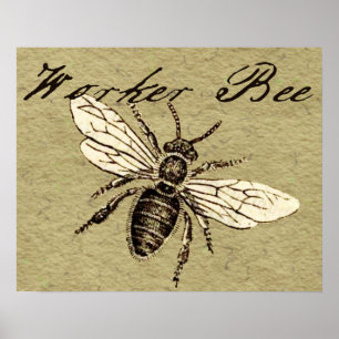 Arbetarbina Insekt Illustration Poster