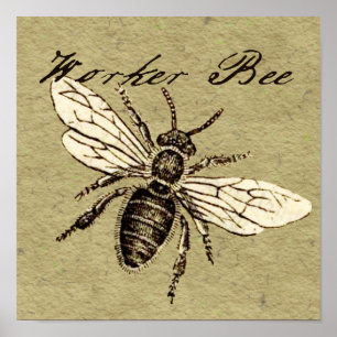 Arbetarbina Insekt Illustration Poster