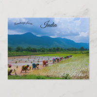 Arbetare i en risodling i Odisha Indien
