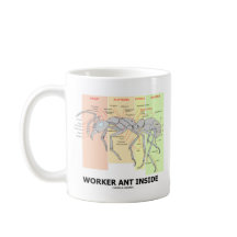 Arbetarmyrainsida (myraanatomi)