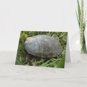 "Arboretum Painting Turtle" (Arboretum Paediatric Kort