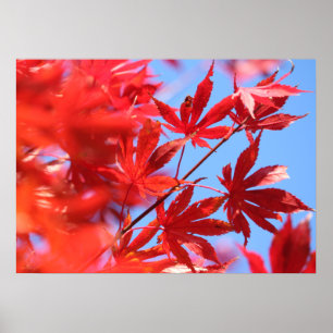 Arboristiskt Fiery Fall Färg: Red Maple Löv Poster