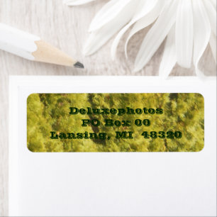 Arborvitae Evergreen Träd Returadress Etikett