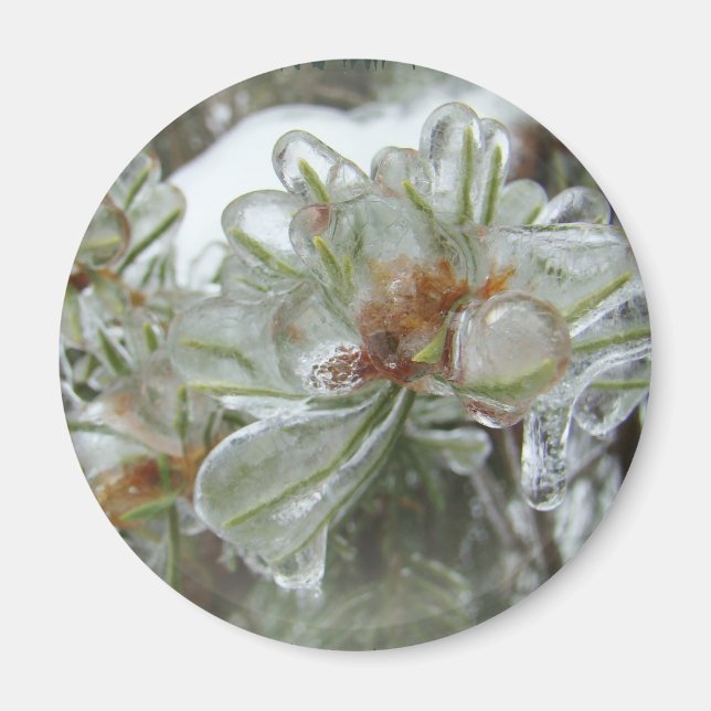 Arborvitae Tips i Ice Magnet (Framsidan)