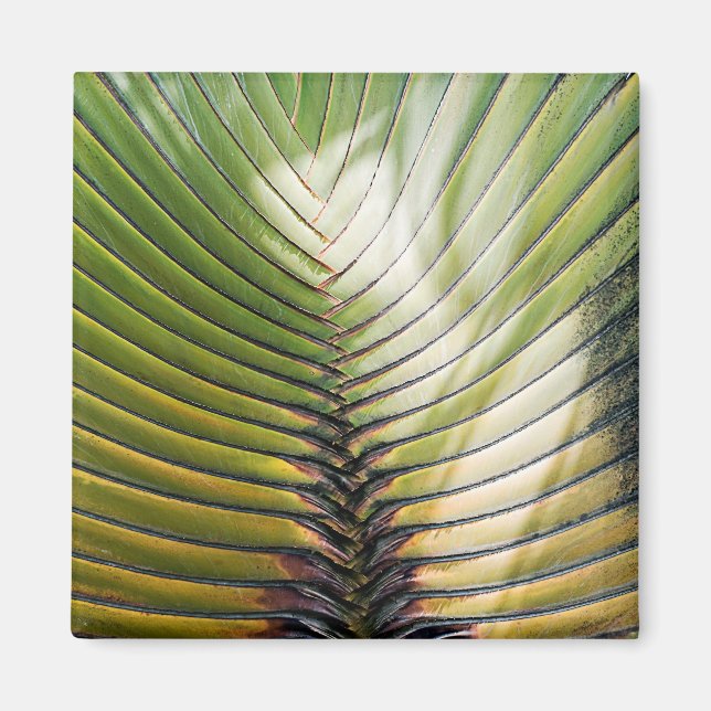 Arbre du voyageur- Guadeloupe Magnet (Framsidan)