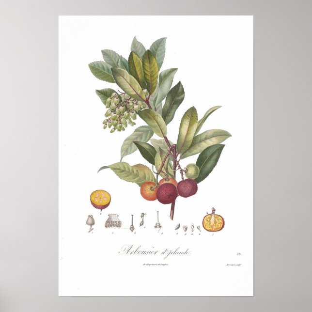 Arbutus unedo-Stawberry träd Poster (Framsidan)