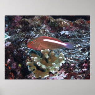 Arc Öga Hawkfish Poster