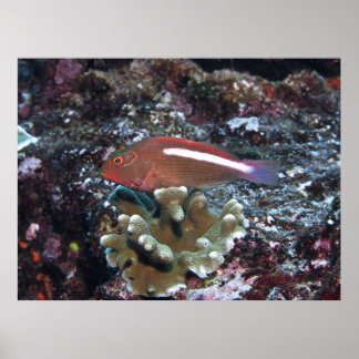 Arc Öga Hawkfish Poster