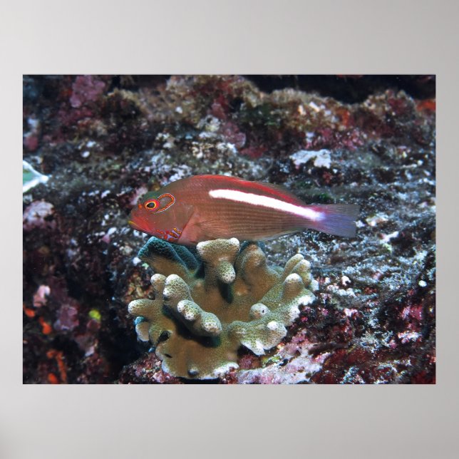 Arc Öga Hawkfish Poster (Framsidan)