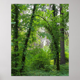 "Arch", Alder Träd Forest Poster