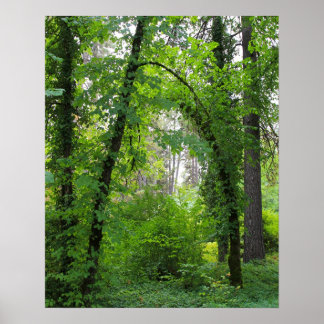 "Arch", Alder Träd Forest Poster