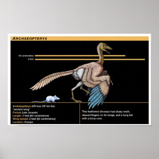 Archaeopteryx - Jurassic dinosaurbiologi Poster